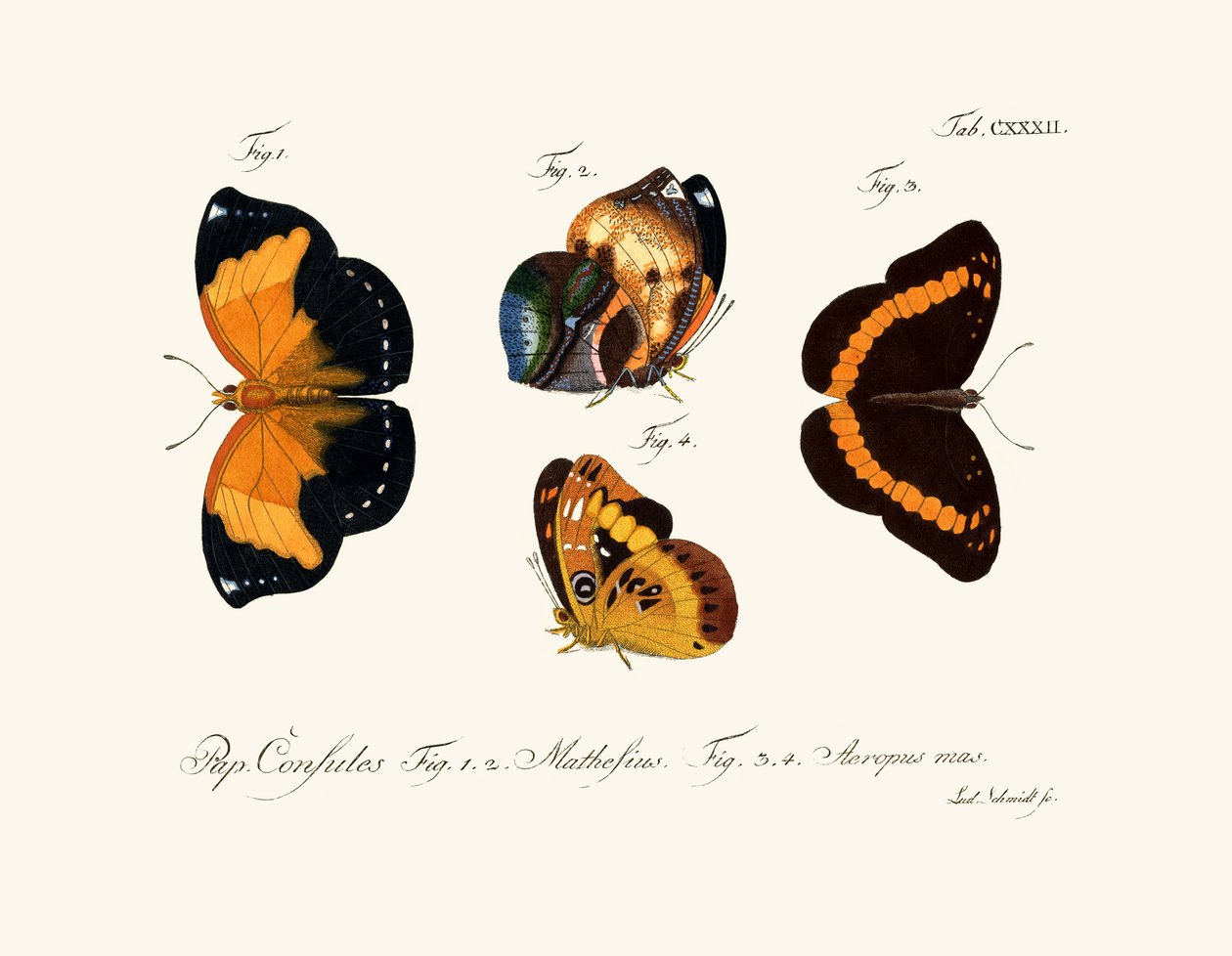 Butterflies by German School