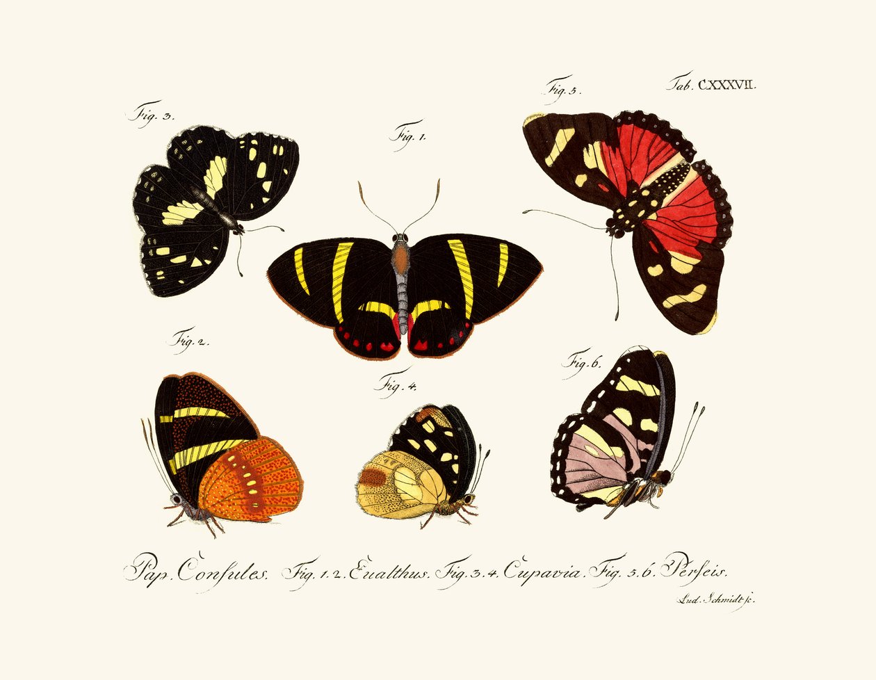 Butterflies by German School