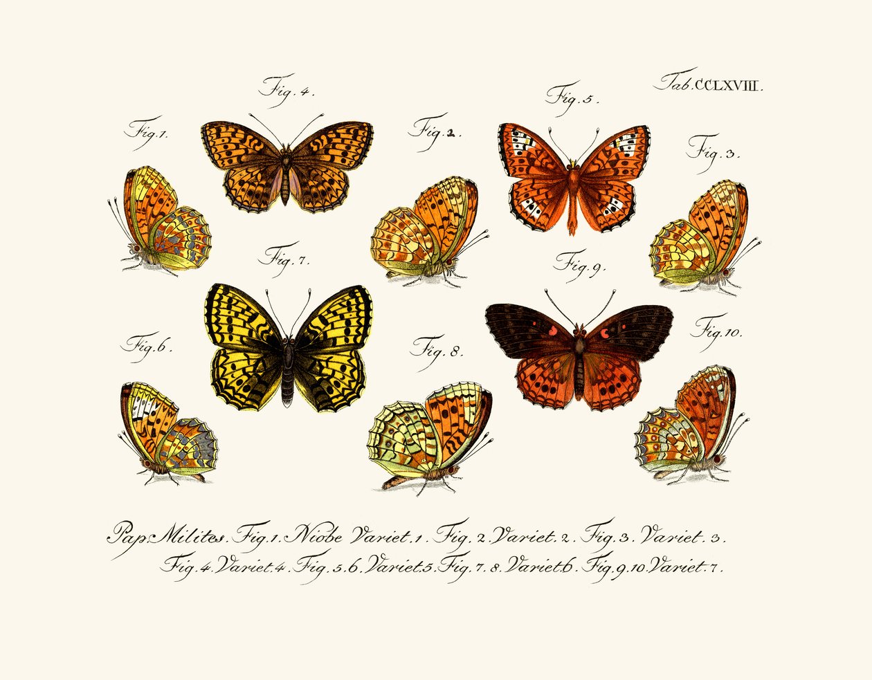 Butterflies by German School