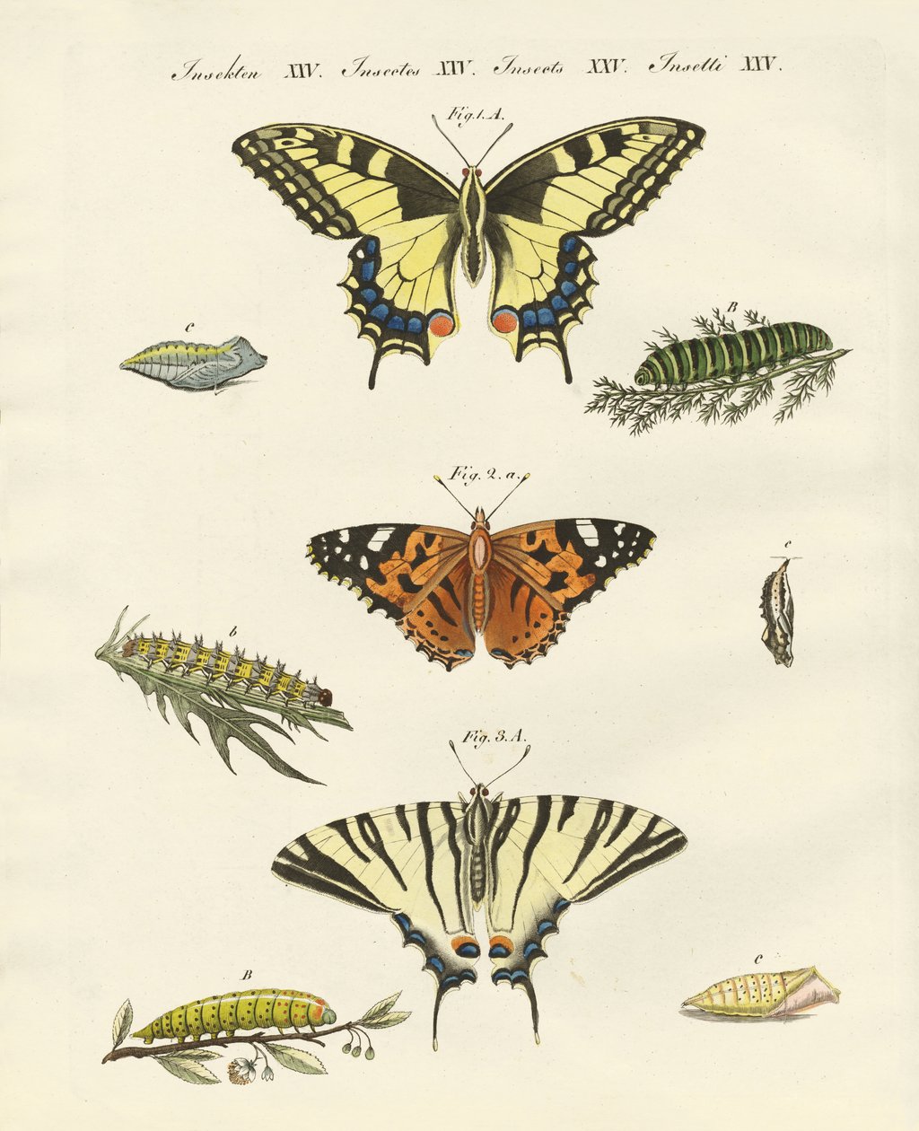 Butterflies by German School