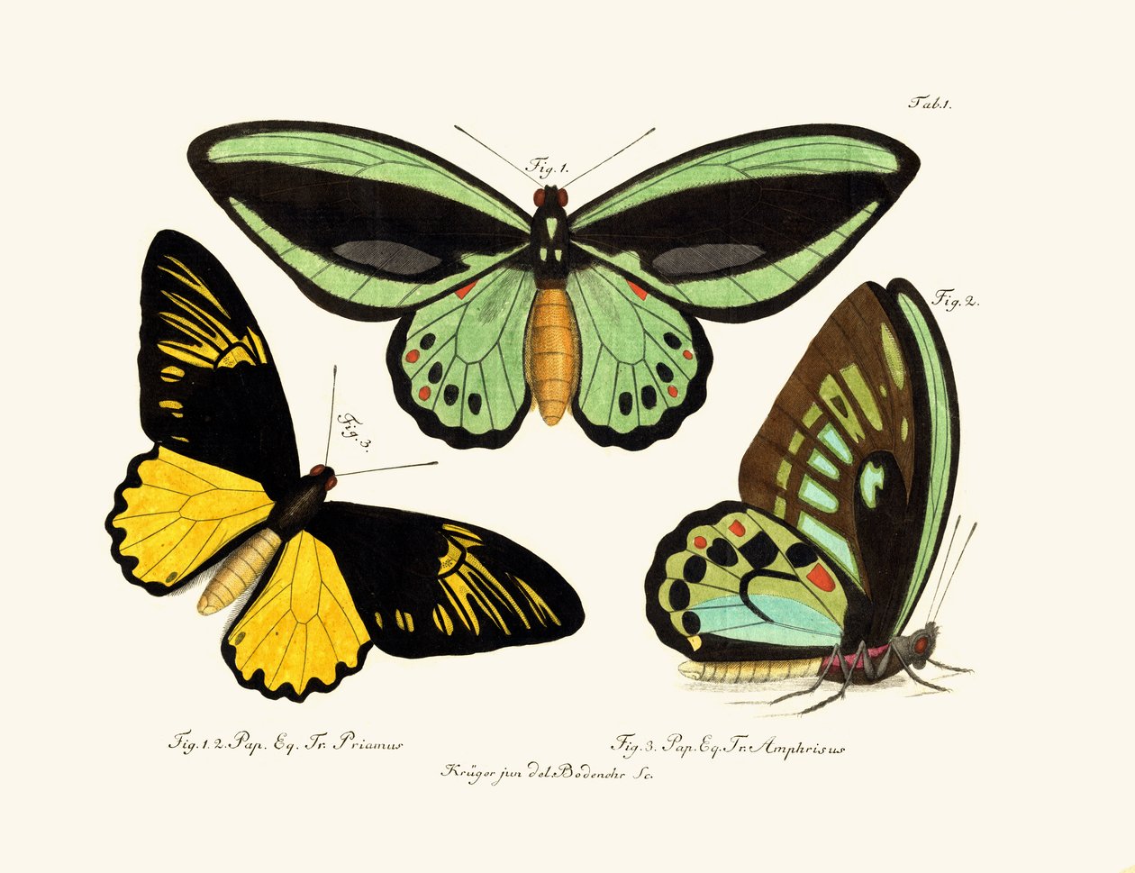 Butterflies by German School