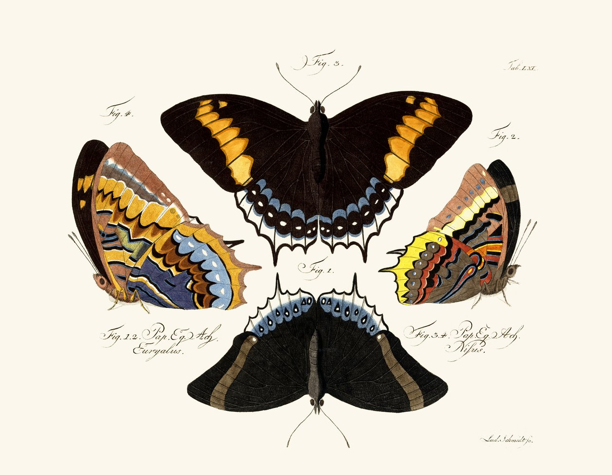 Butterflies by German School