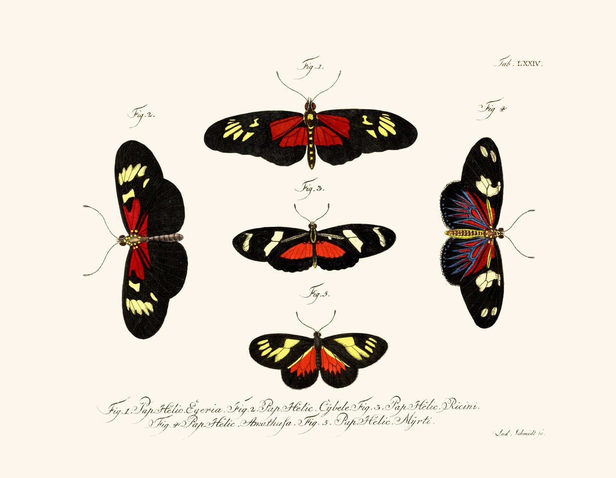 Butterflies by German School