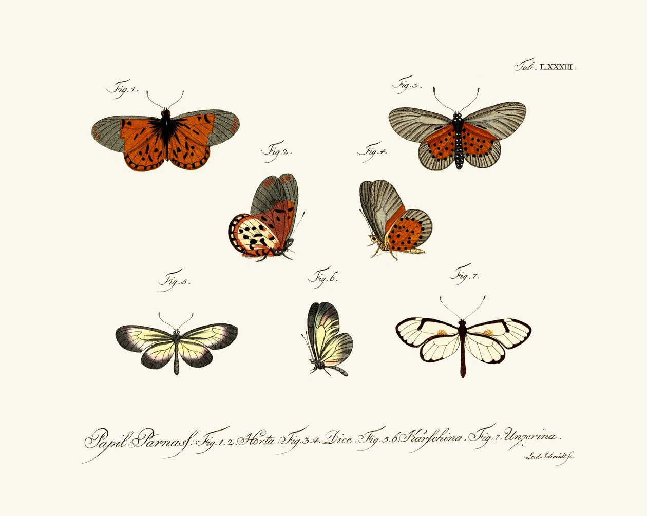 Butterflies by German School