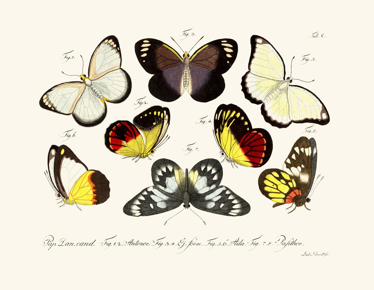 Butterflies by German School
