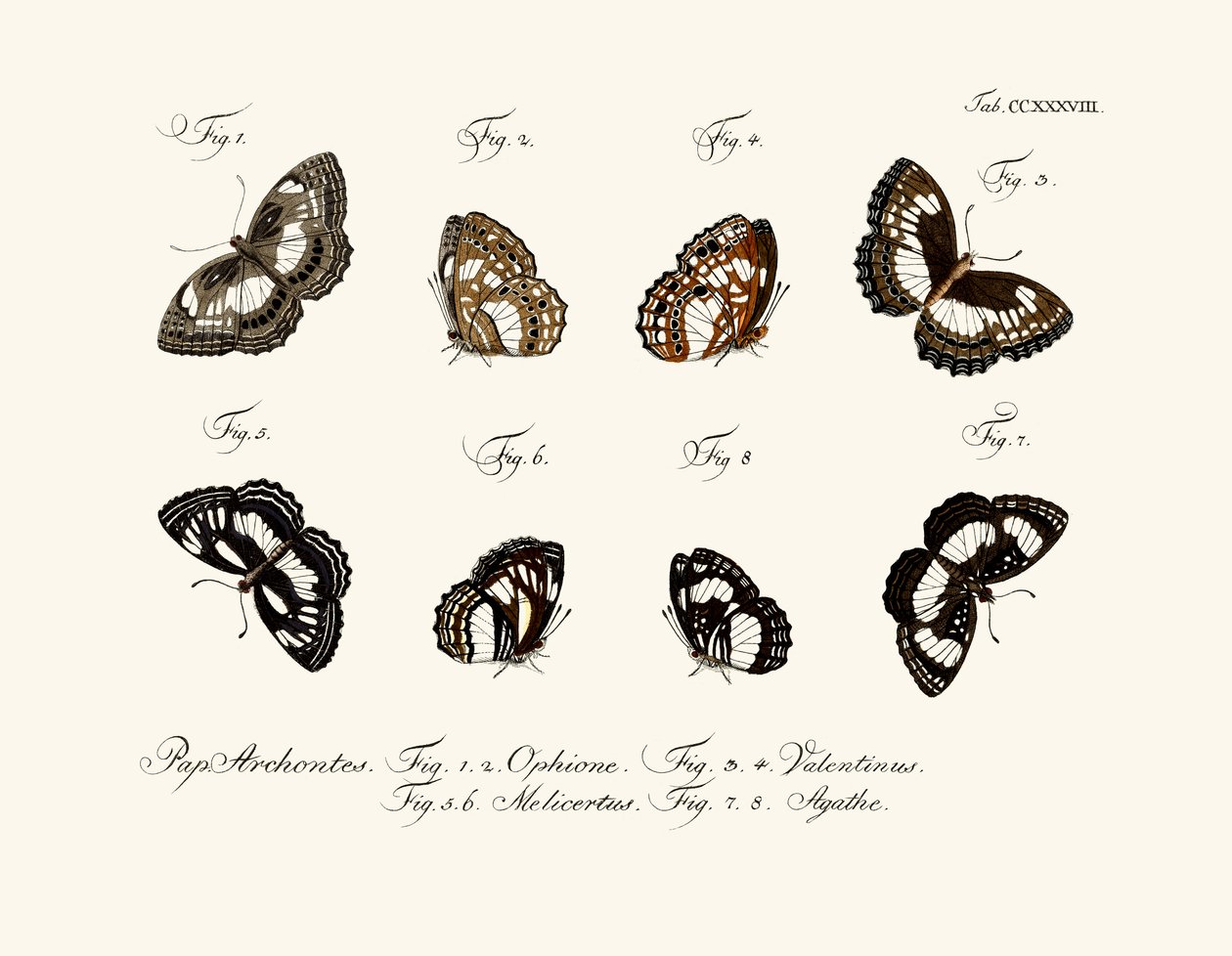 Butterflies by German School