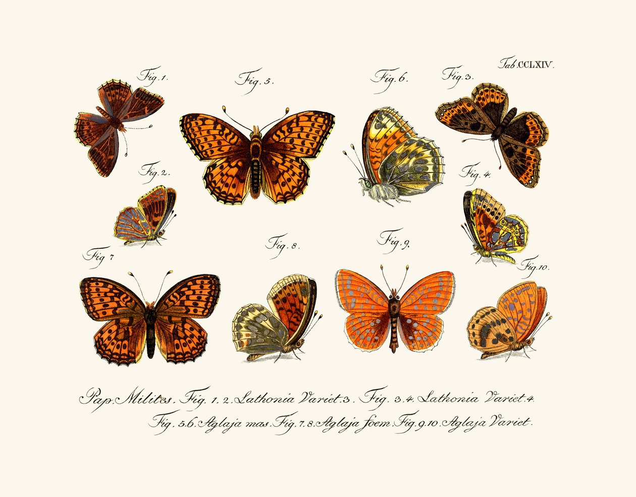 Butterflies by German School