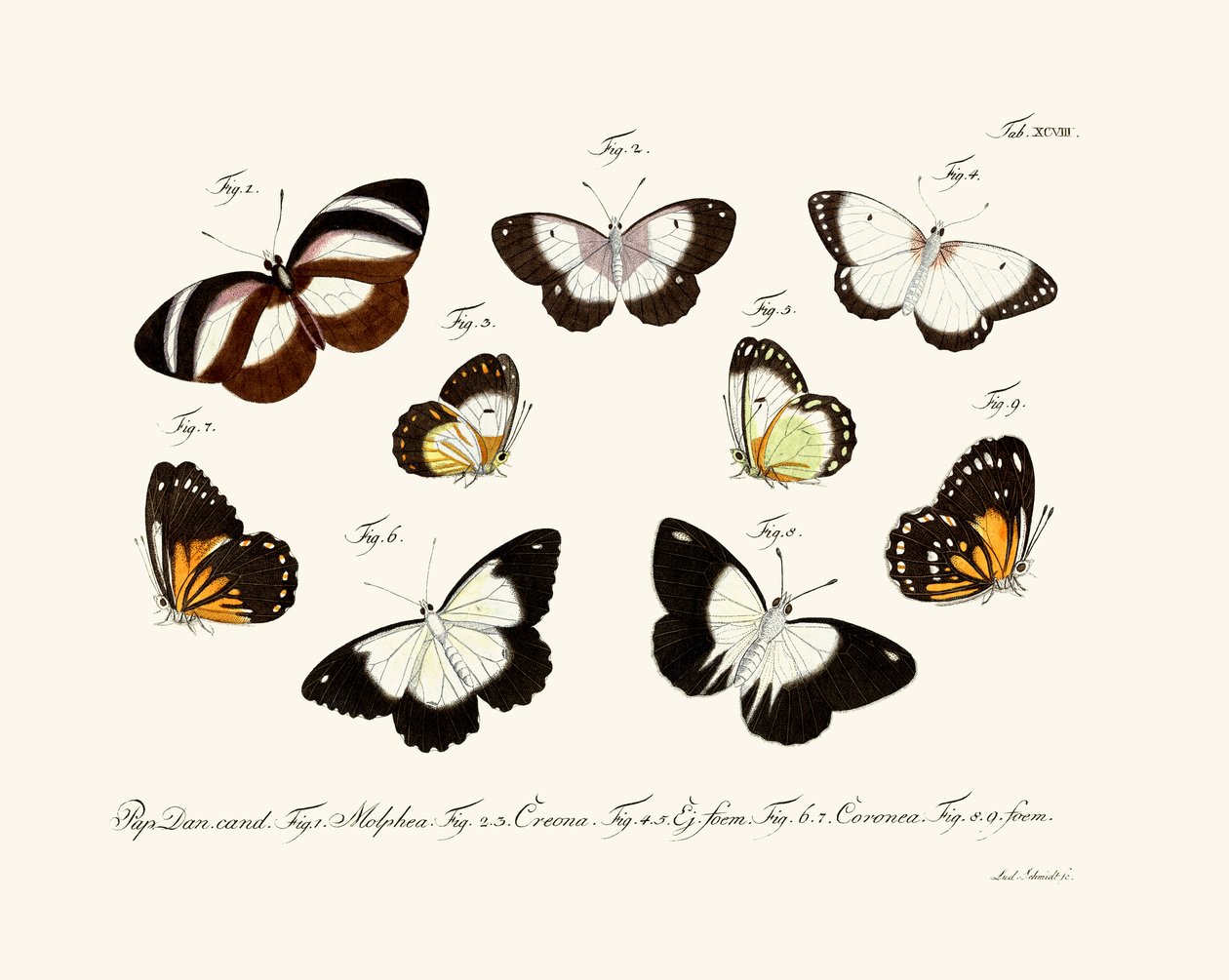 Butterflies by German School