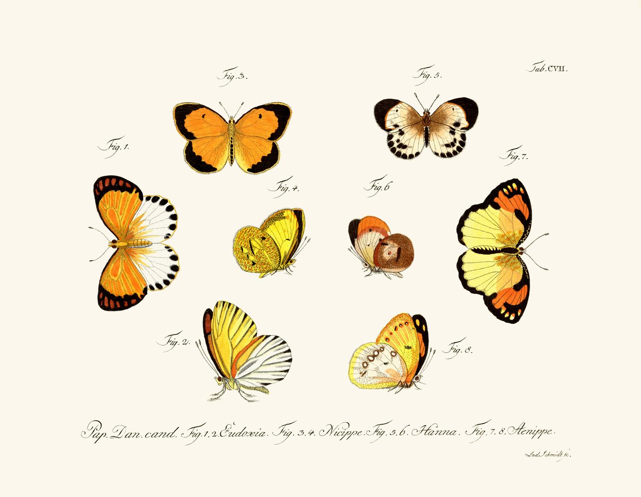 Butterflies by German School