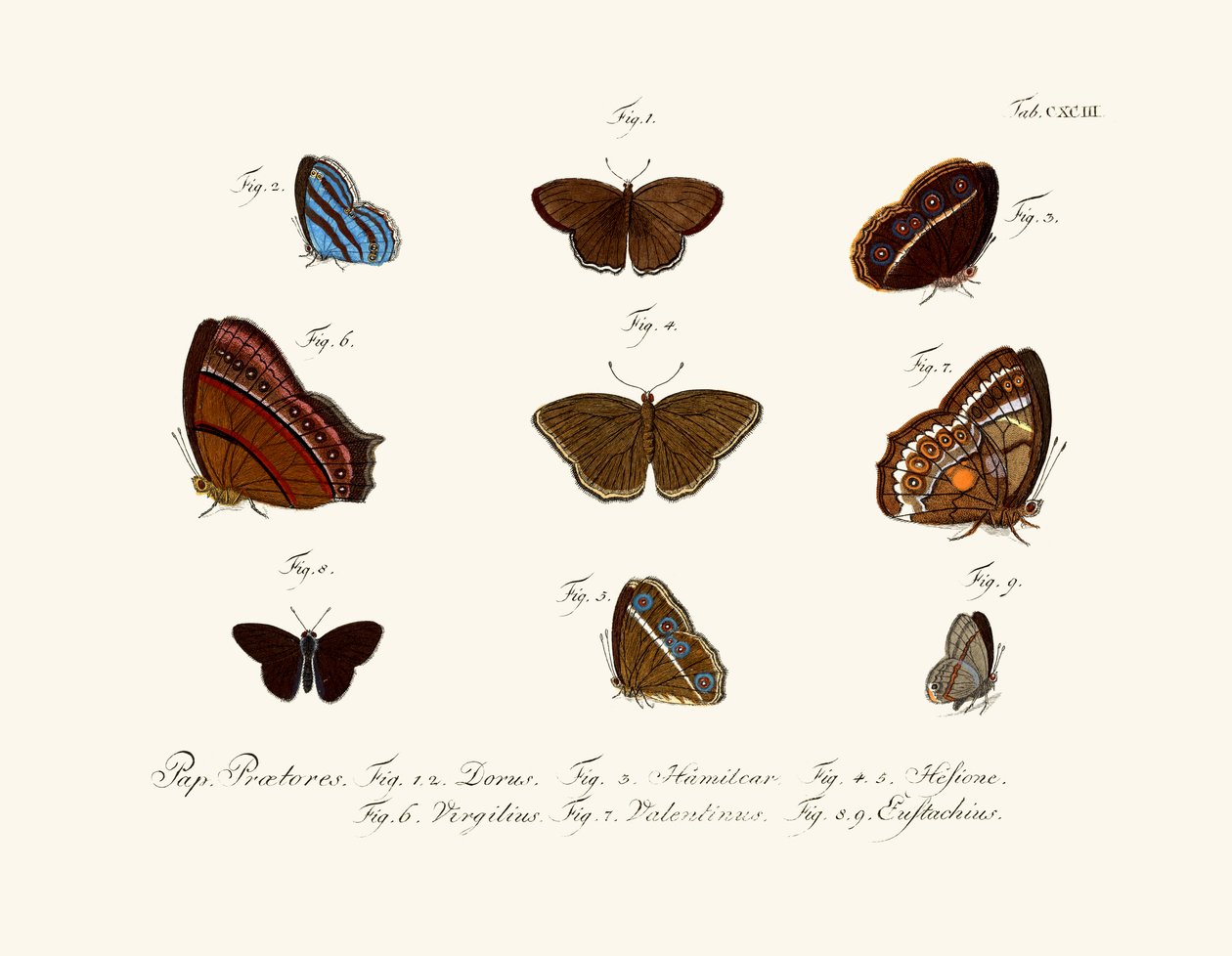Butterflies by German School