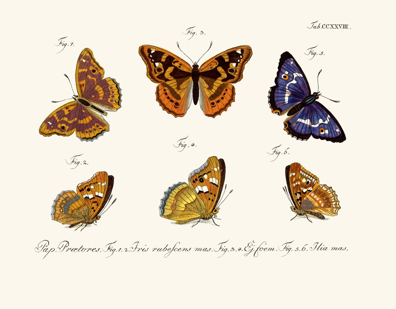 Butterflies by German School