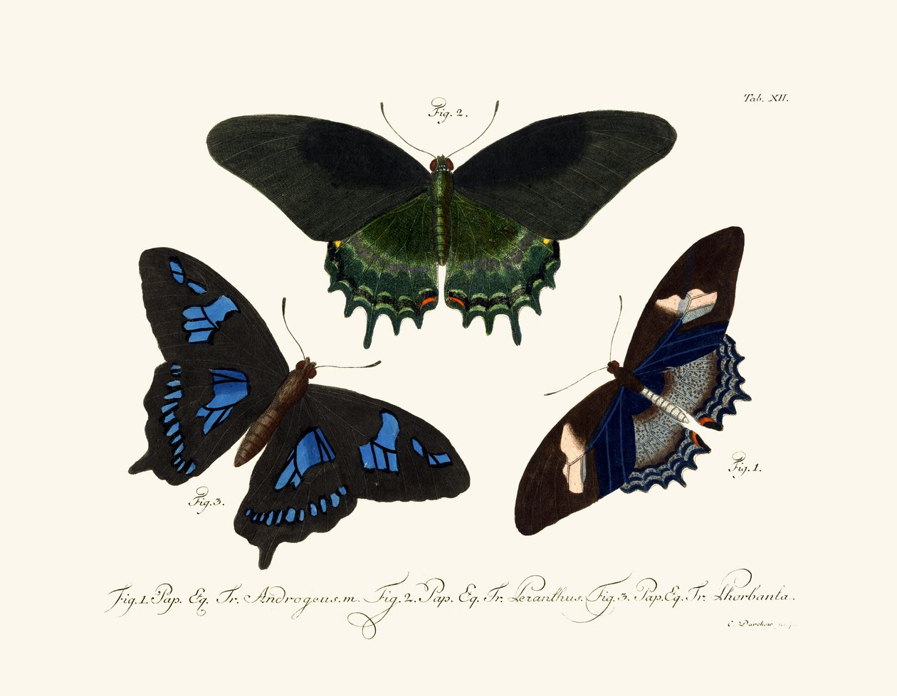 Butterflies by German School