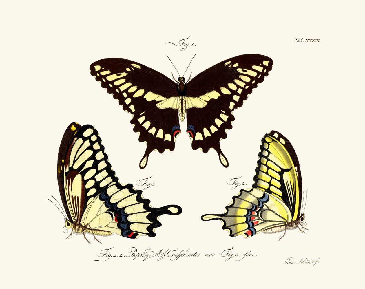 Butterflies by German School