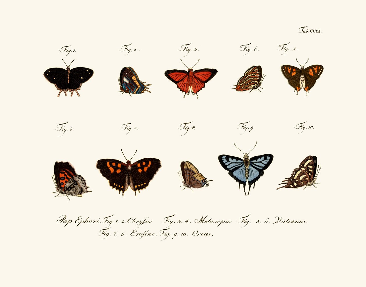 Butterflies by German School