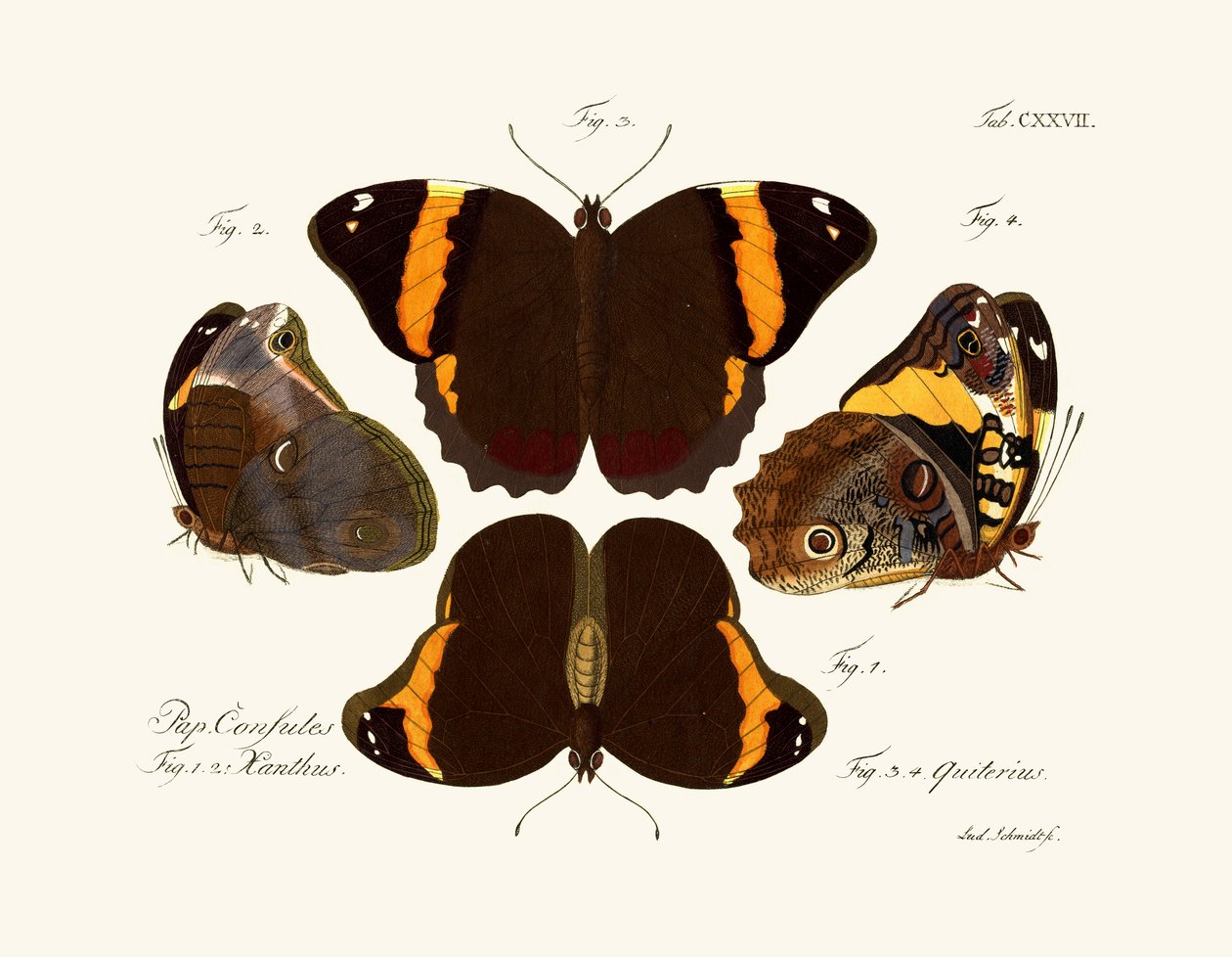 Butterflies by German School