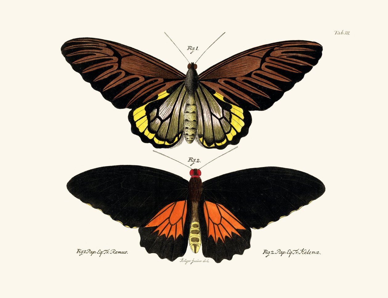 Butterflies by German School