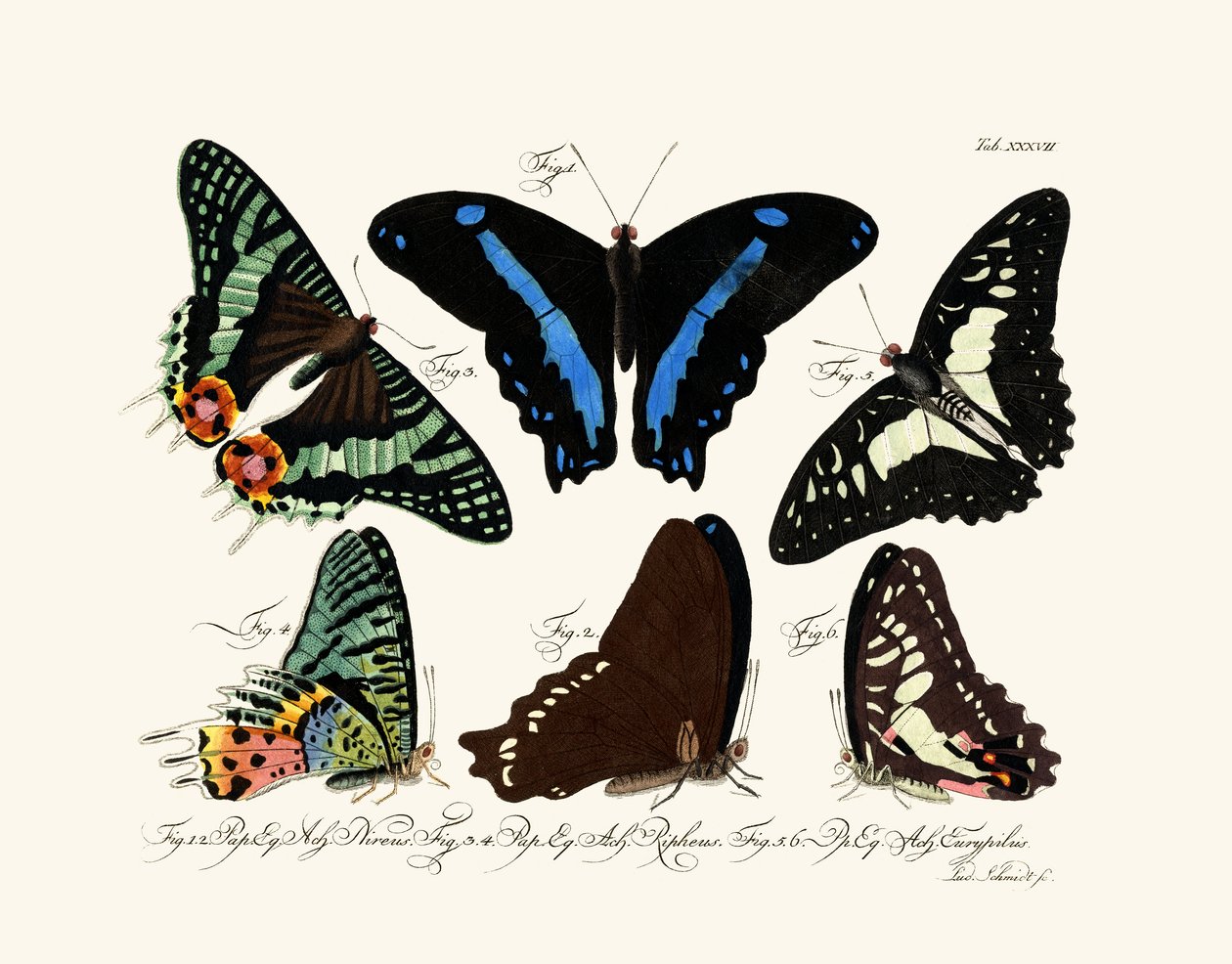 Butterflies by German School