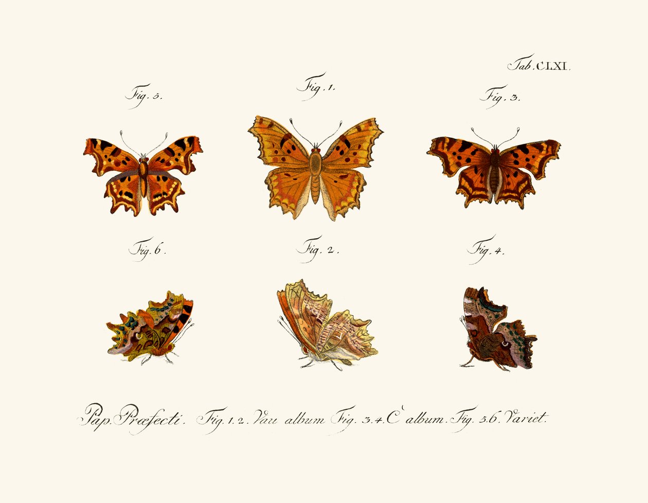 Butterflies by German School
