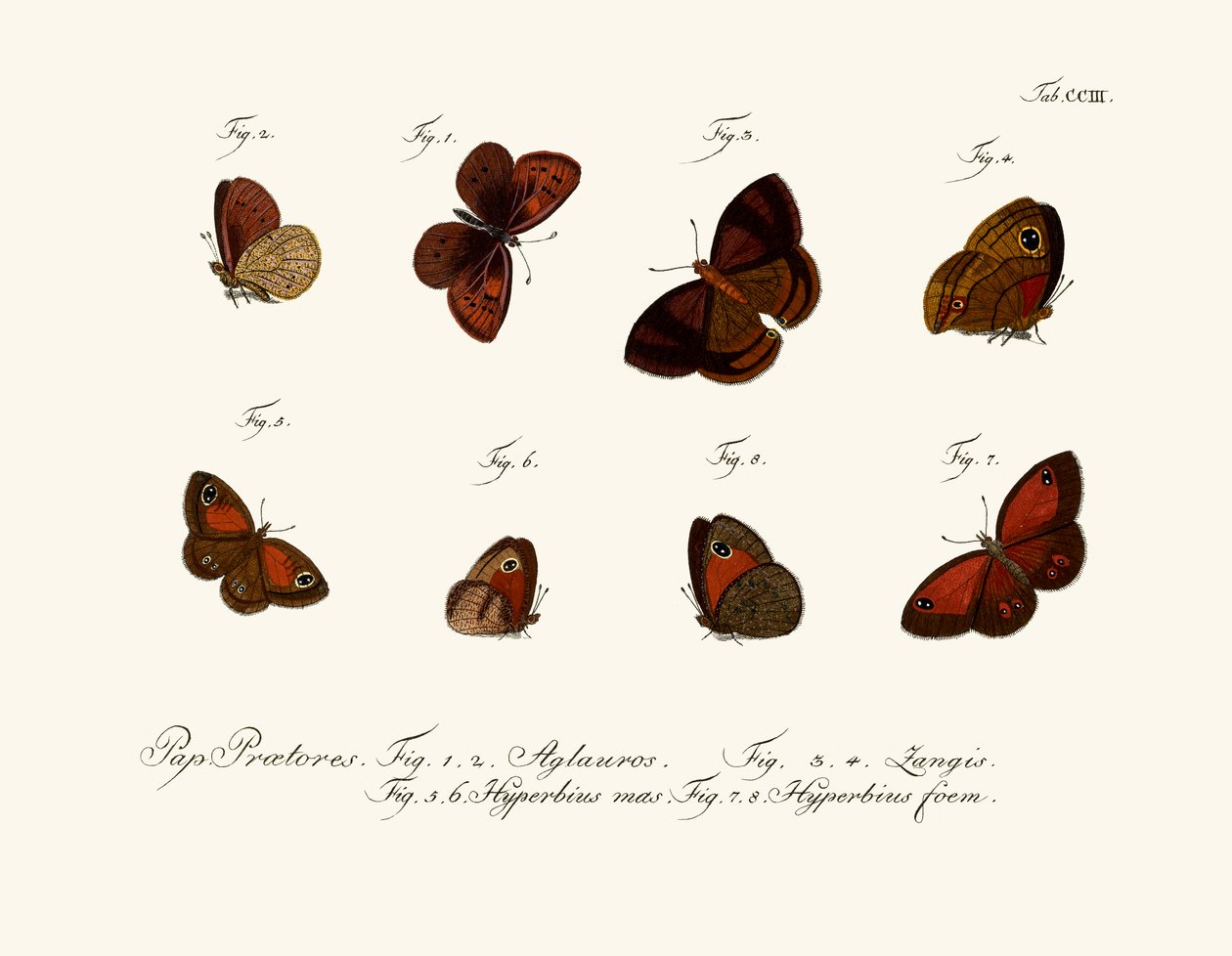 Butterflies by German School