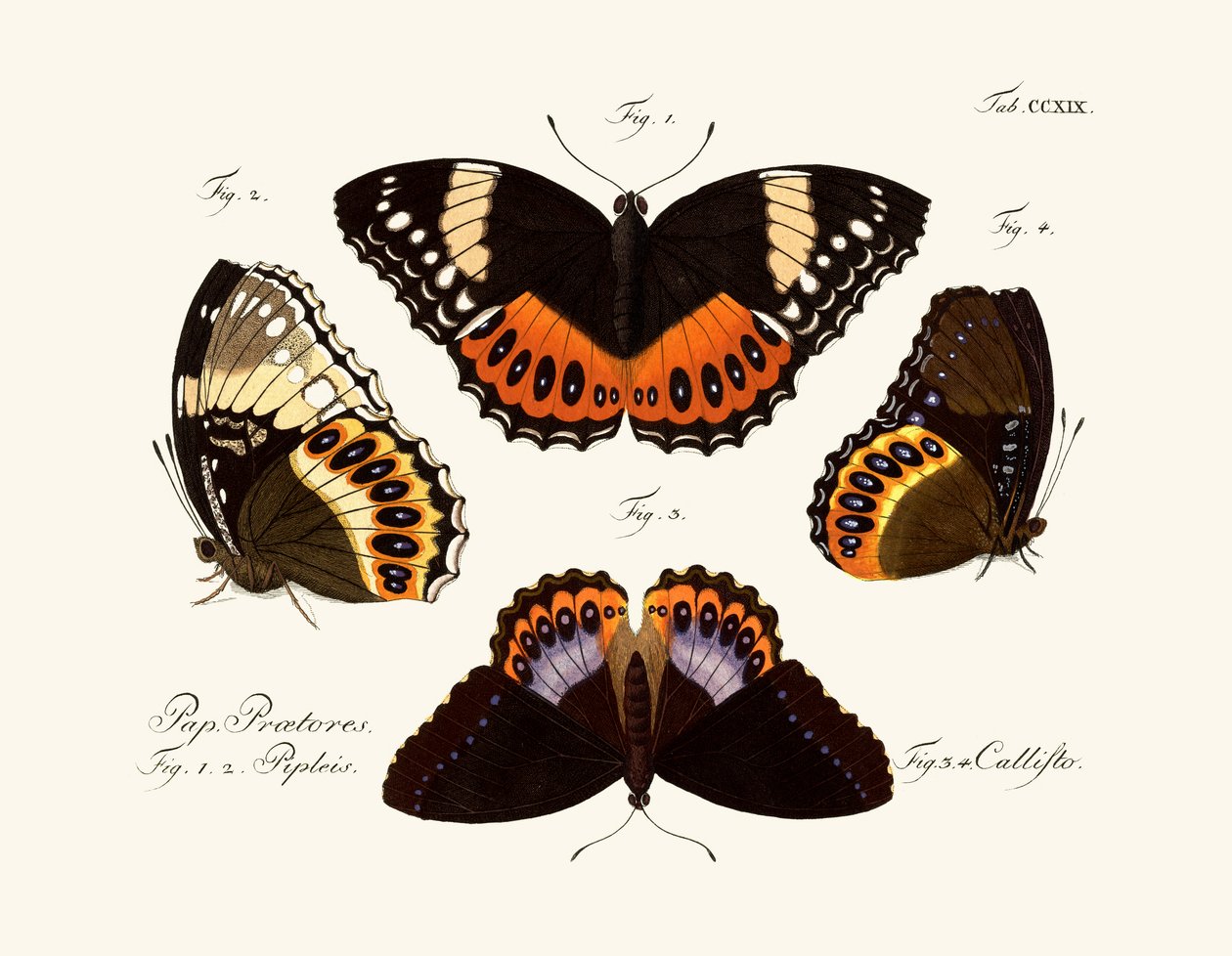 Butterflies by German School