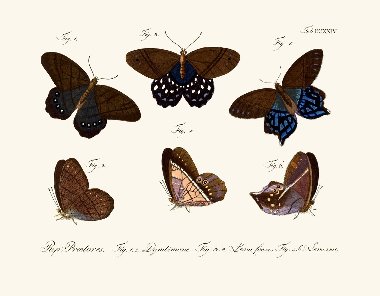 Butterflies by German School