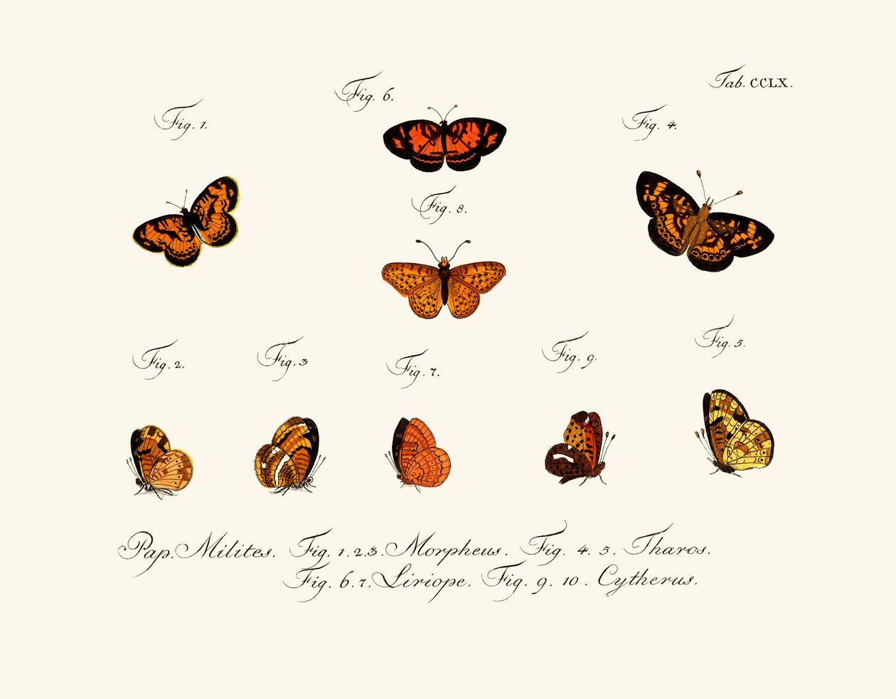 Butterflies by German School
