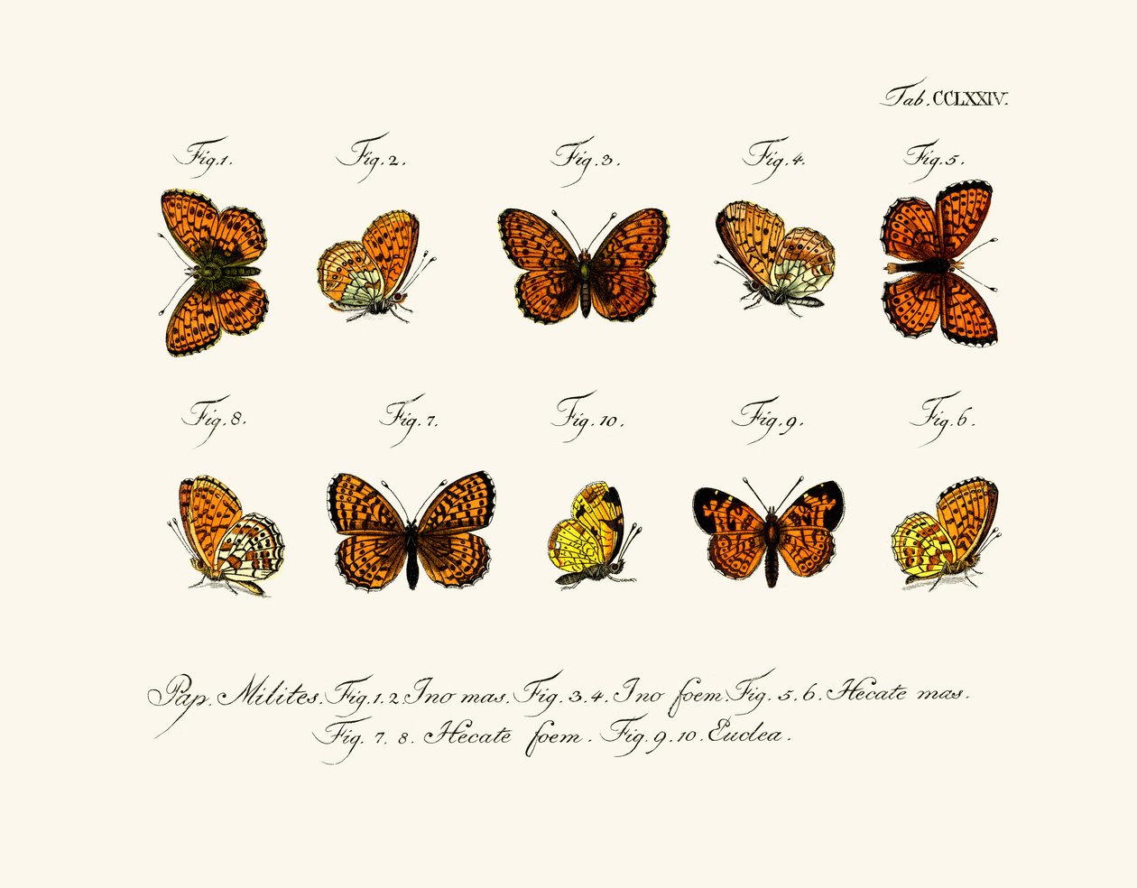 Butterflies by German School