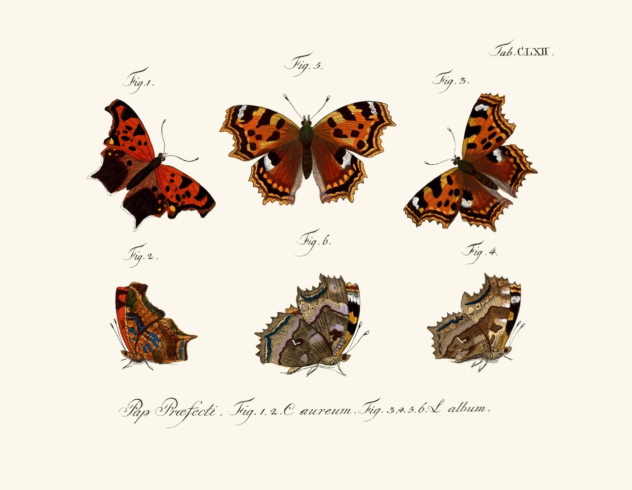 Butterflies, 1783-1806 by German School