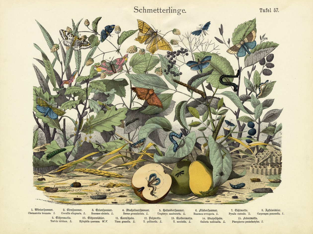 Butterflies by German School