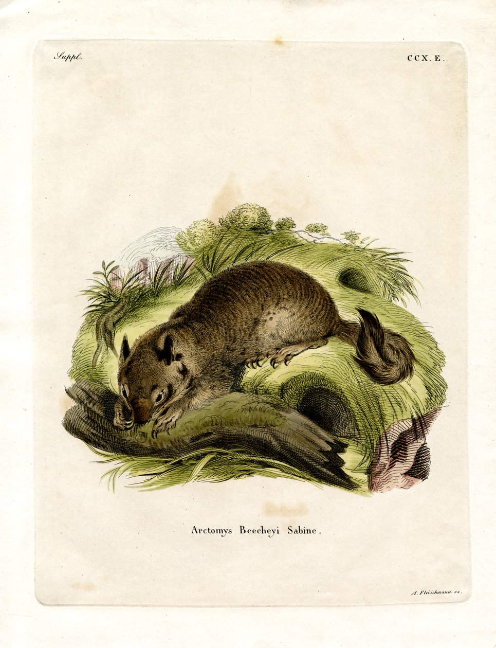 California Ground Squirrel by German School