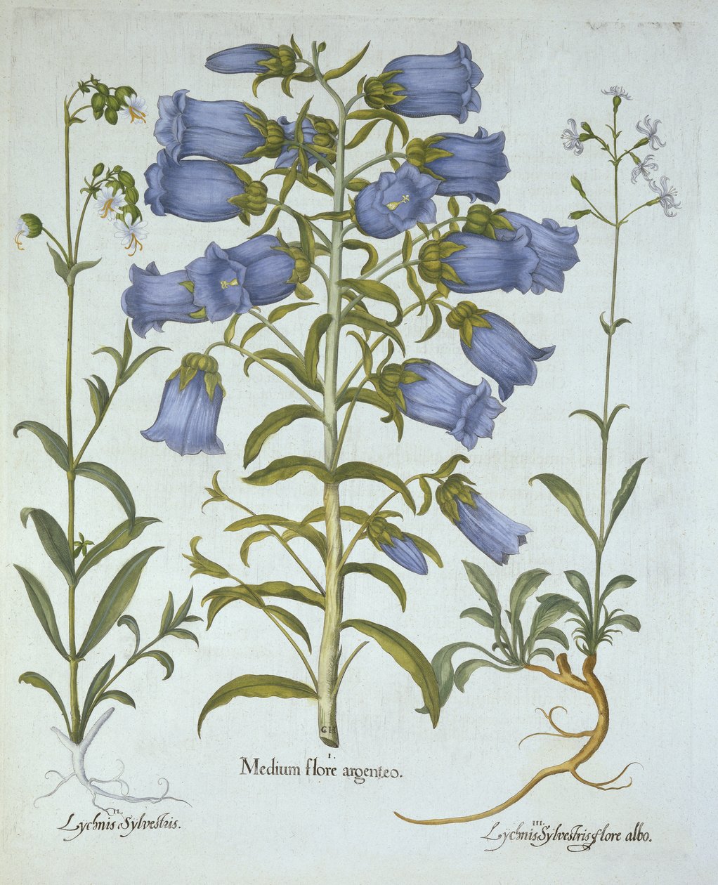 Canterbury Bells, White Bladder Campion, Nottingham Catchfly, from Hortus Eystettensis by German School