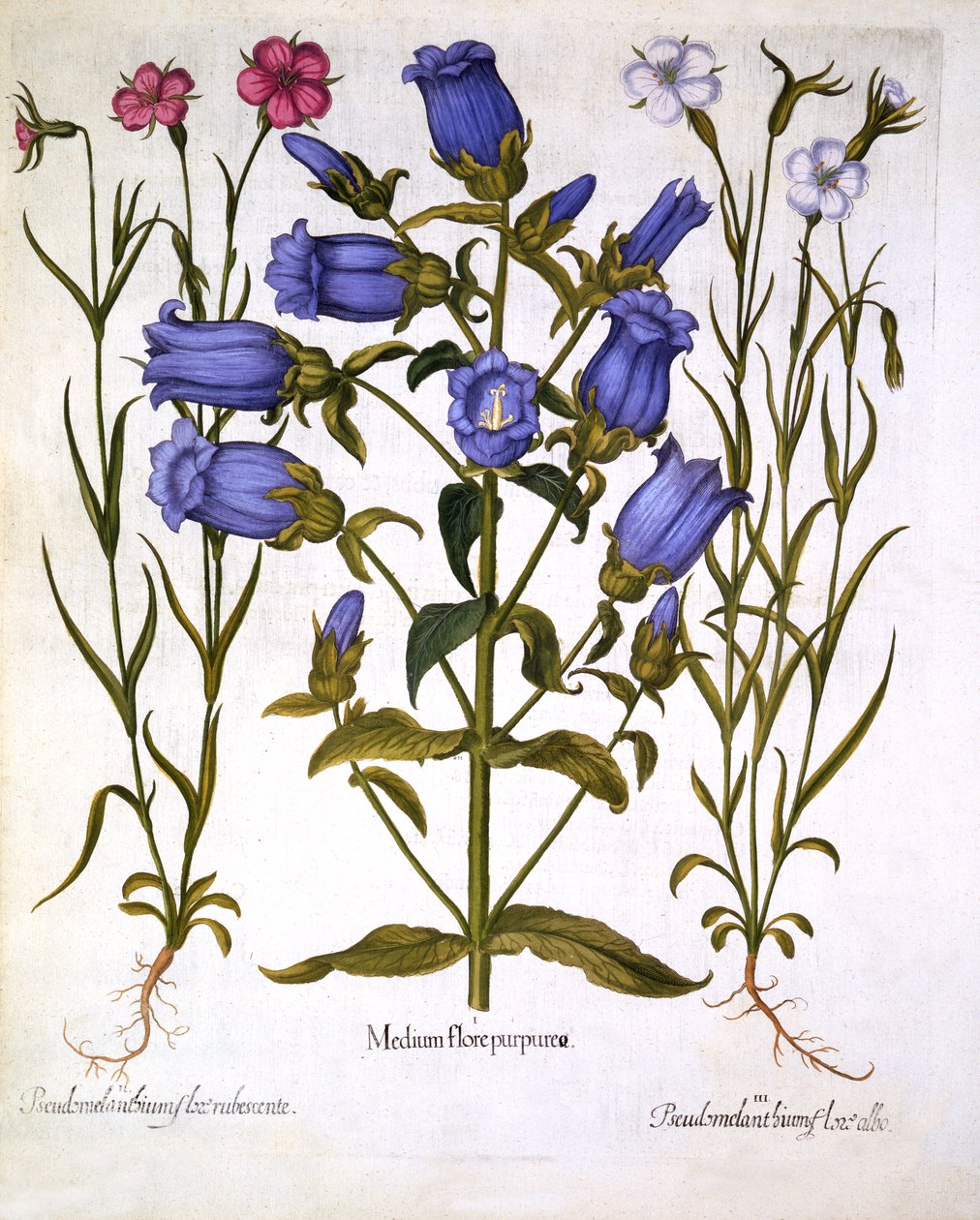 Canterbury Bells, and Corn Cockles, from Hortus Eystettensis by German School