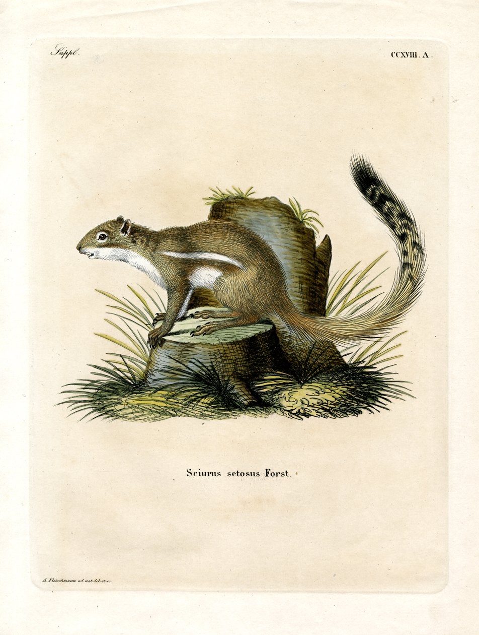 Cape Ground Squirrel by German School