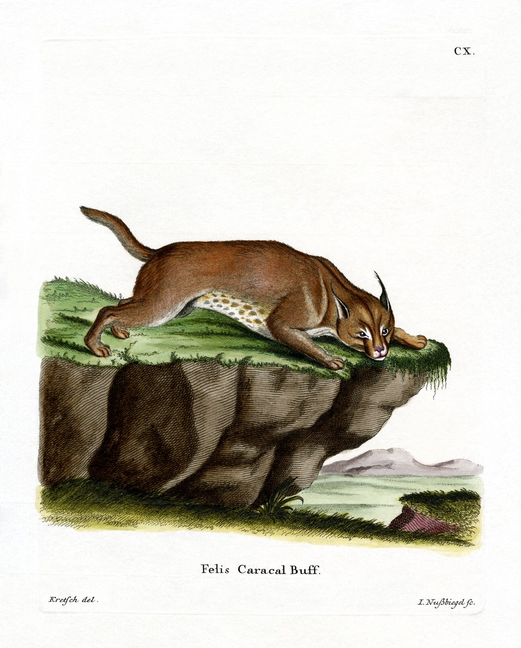 Caracal by German School
