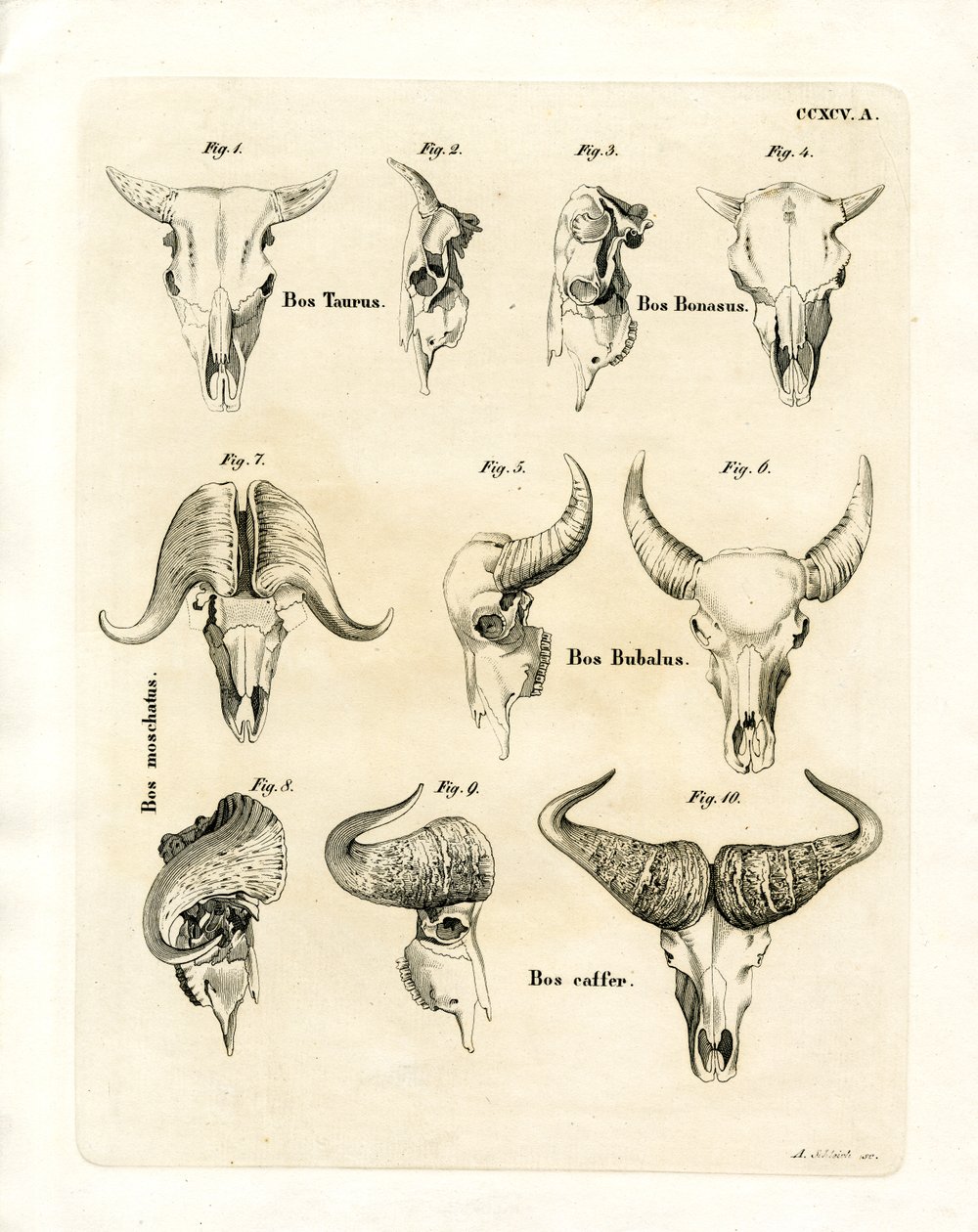 Cattle Skulls by German School