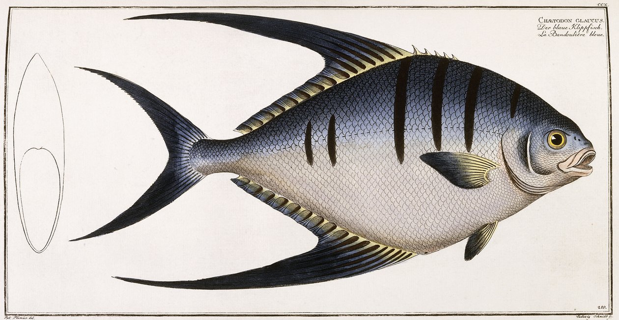 Chaetodon Glaucus, 1785-1788 by German School
