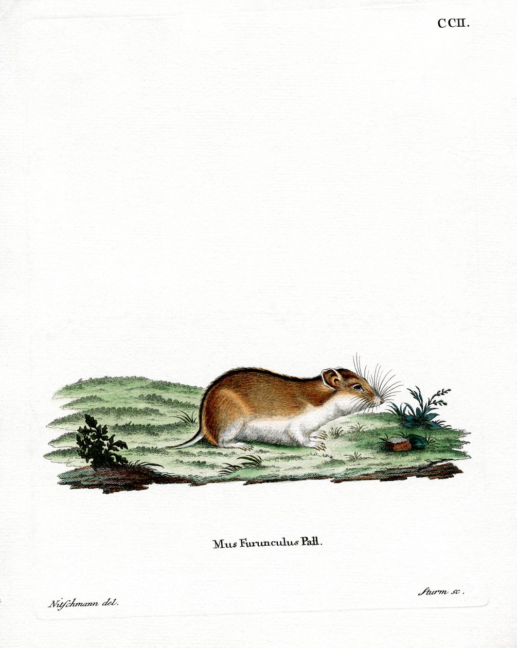 Chinese Striped Hamster by German School