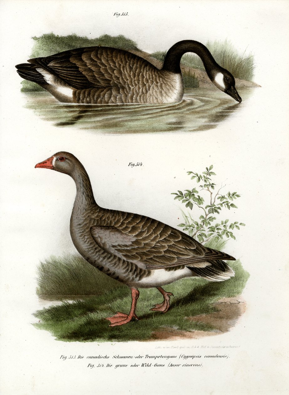 Chinese Goose by German School