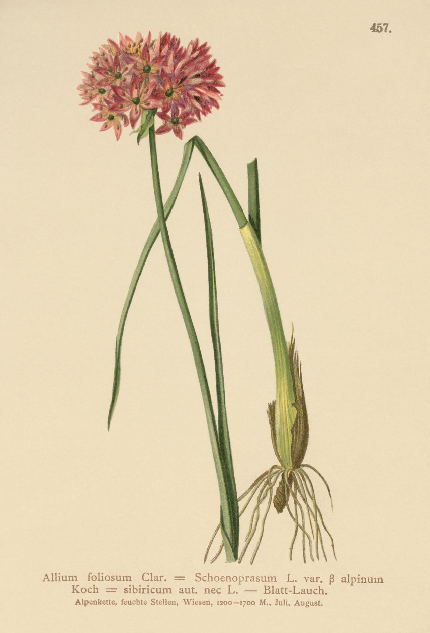 Chives by German School