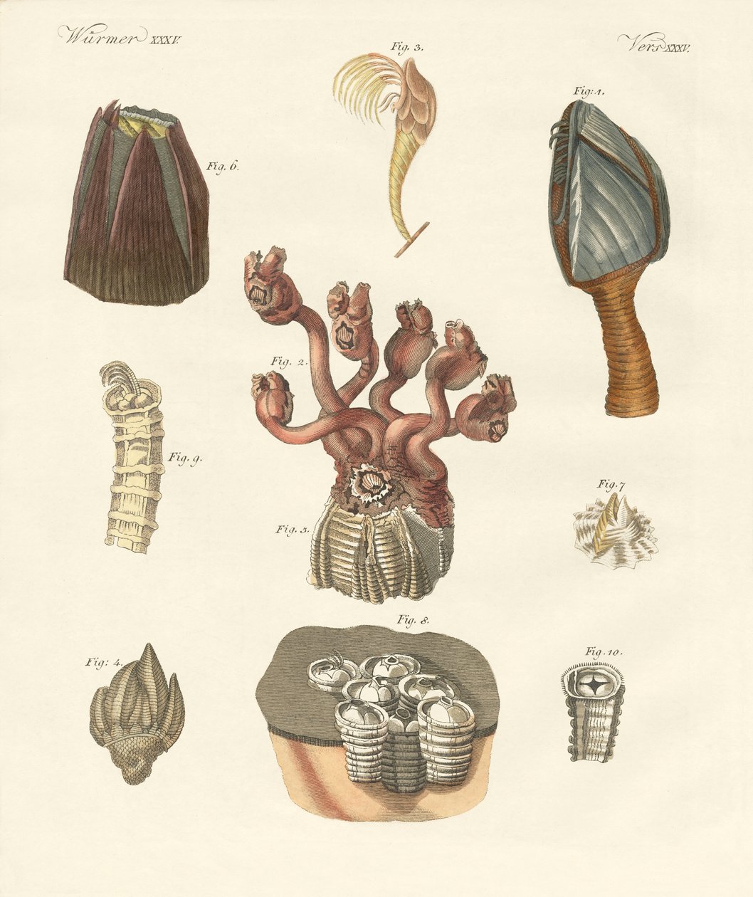 Cirrhipodas, Bristleworms or brachiopods by German School