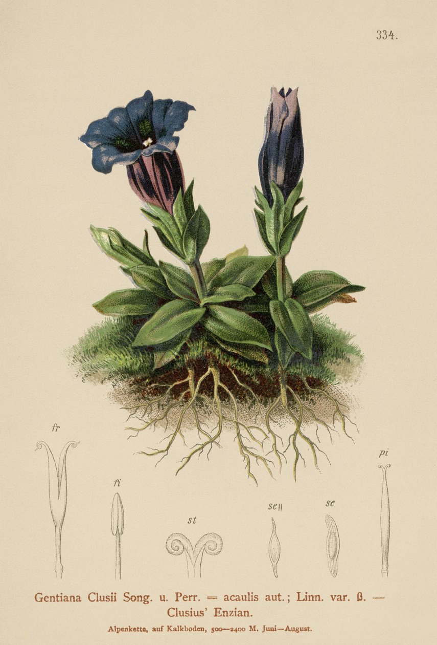 Clusius Gentian (Gentiana Clusii, Gentiana acaulis)  by German School