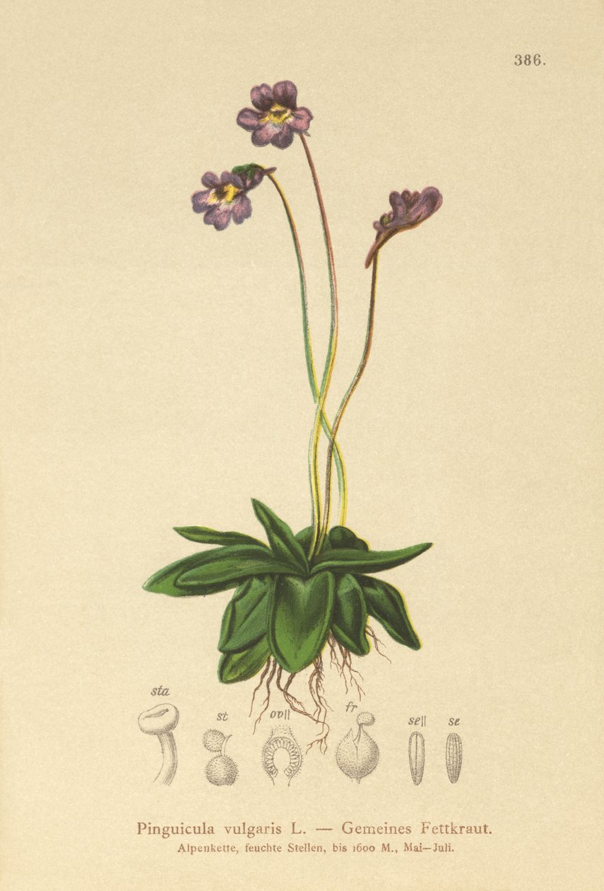 Common Butterwort (Pinguicula vulgaris)  by German School