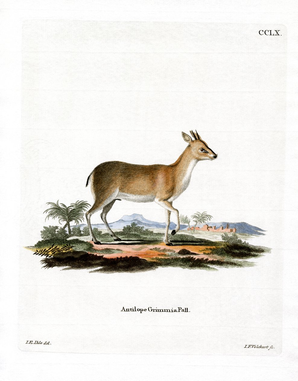 Common Duiker by German School