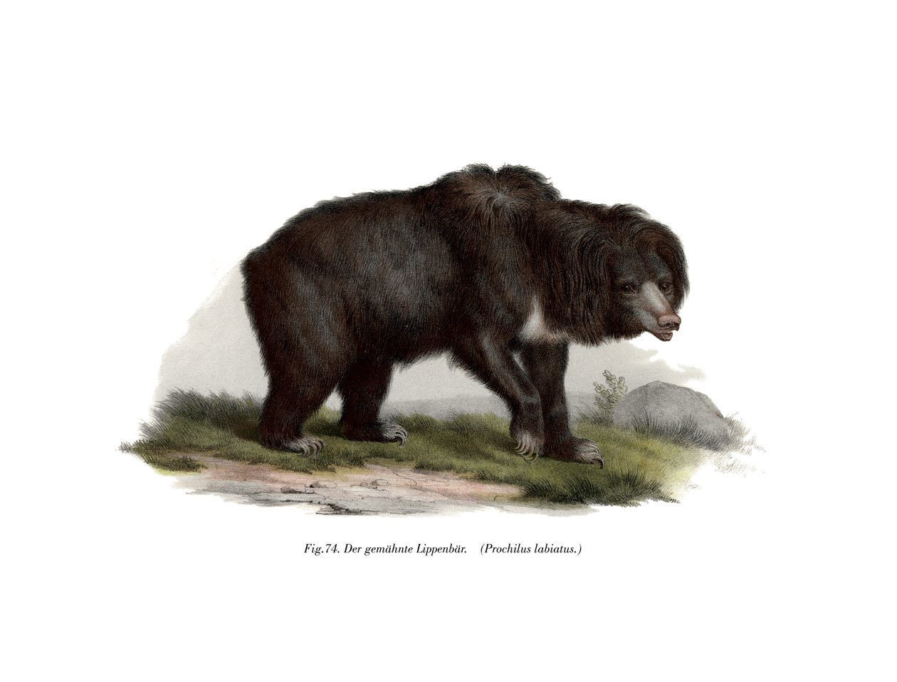 Common Indian Sloth Bear by German School
