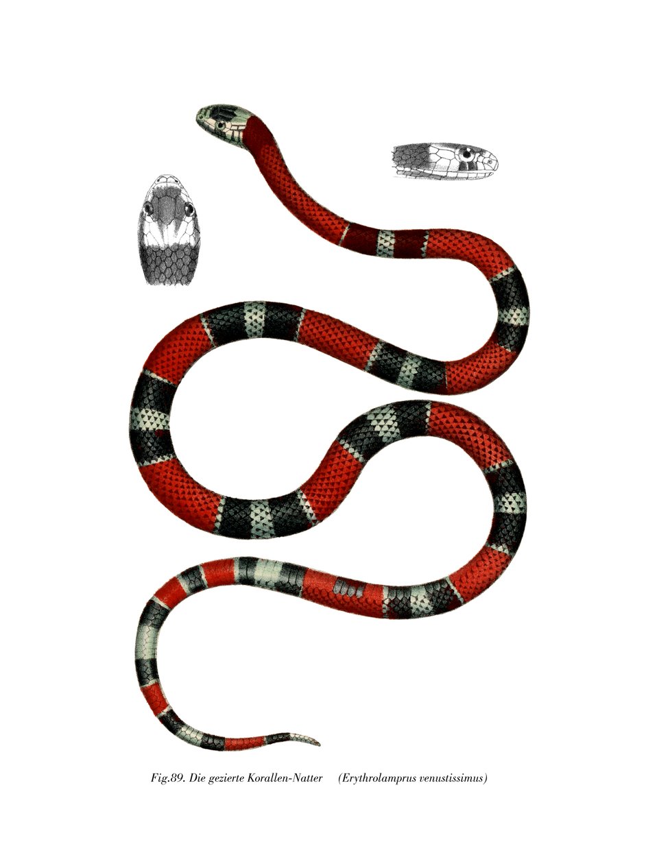 Common Neckband Snake by German School