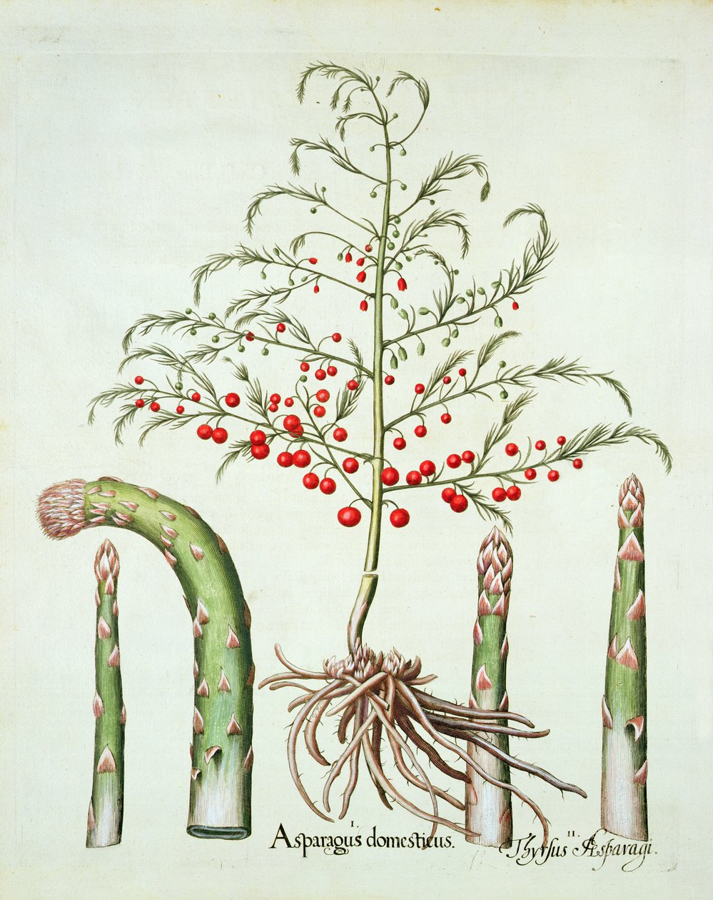 Common asparagus in flower and fruit, from the Hortus Eystettensis by Basil Besler, pub. 1613 by German School