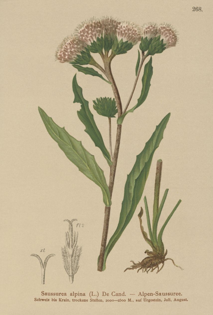 Common Saw-wort by German School
