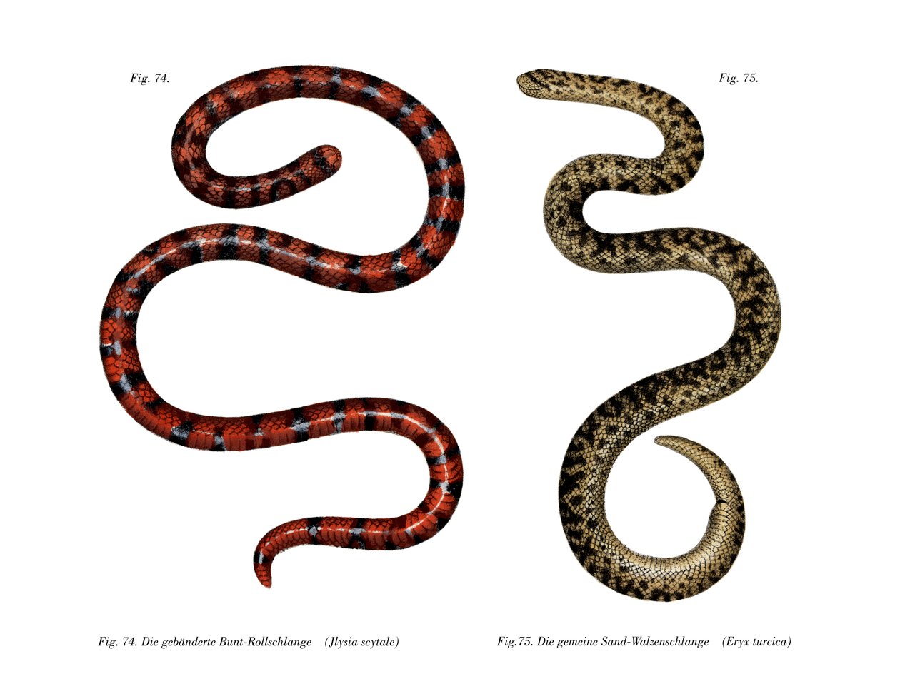 Coral Cylinder Snake by German School