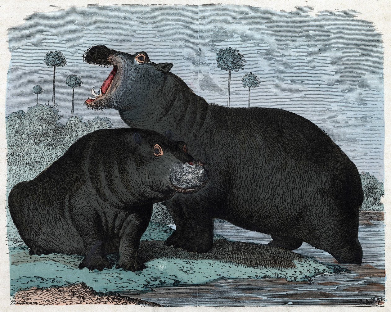 Couple of Hippopotamus. In 