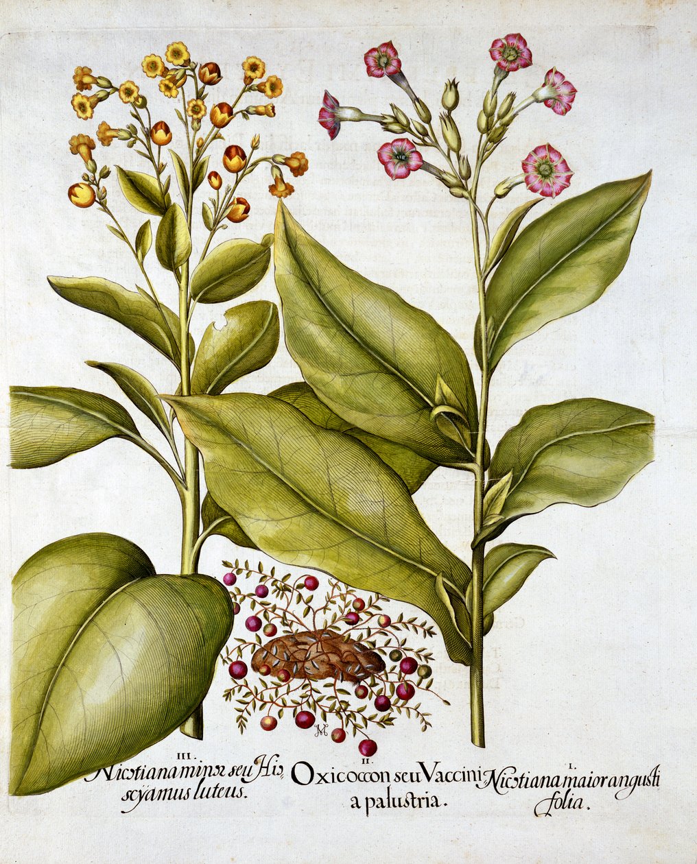 Cranberry and Flowering Tobacco, from Hortus Eystettensis by German School